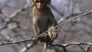 Research monkeys still having a ball days after busting out of lab, policy say