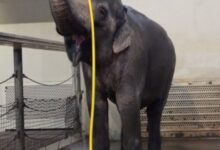 This elephant figured out how to use a hose to shower