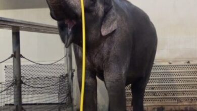 This elephant figured out how to use a hose to shower