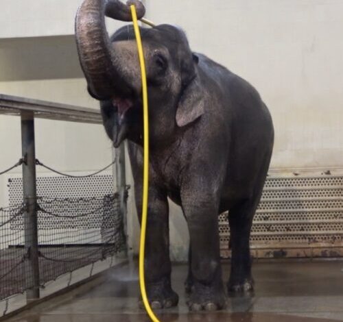 This elephant figured out how to use a hose to shower