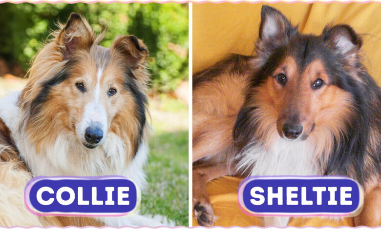 8 Dog Breeds So Similar, Even Experts Are Fooled