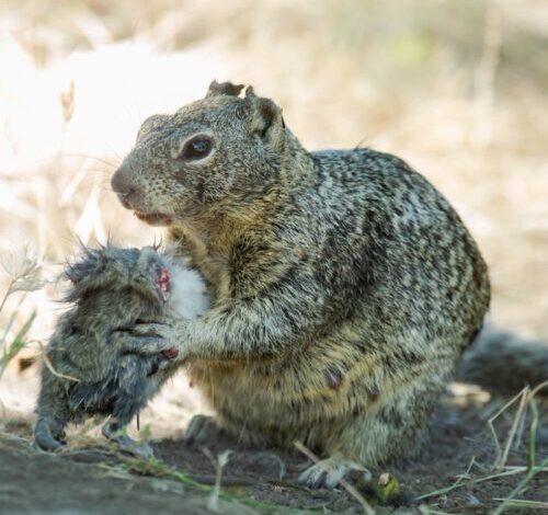 These squirrels are cold-blooded vole killers