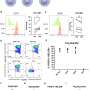 Loosening chimeric antigen receptor’s grip on T-regulatory cells improves function, researchers find