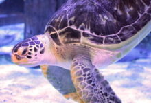 Injured green sea turtle relearns how to swim thanks to 3D-printed harness