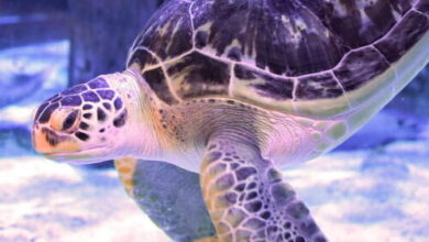 Injured green sea turtle relearns how to swim thanks to 3D-printed harness