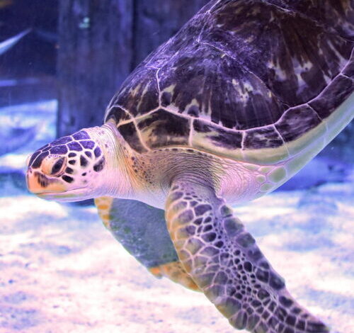 Injured green sea turtle relearns how to swim thanks to 3D-printed harness