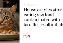 House cat dies after eating raw food contaminated with bird flu; recall initiated