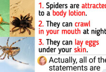 Here’re Some Fresh Facts About Spiders That Prove Everything You Know About Them Is Wrong