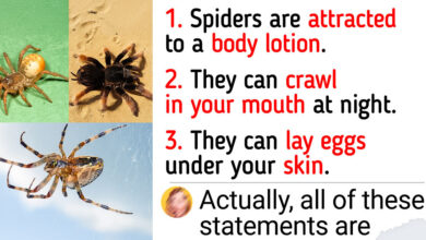 Here’re Some Fresh Facts About Spiders That Prove Everything You Know About Them Is Wrong