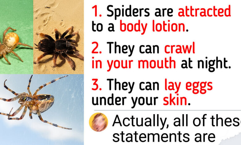 Here’re Some Fresh Facts About Spiders That Prove Everything You Know About Them Is Wrong