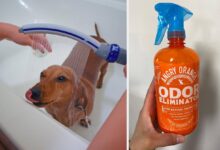 40 Essential Products For Anyone In Their Pet Parent Era