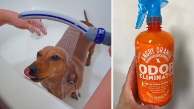 40 Essential Products For Anyone In Their Pet Parent Era