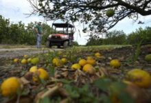 Florida’s signature crop is in crisis—key citrus grower to shut down after massive decline