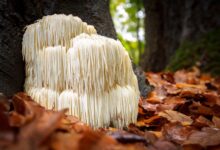 Lion’s mane set to shake-up weight-loss world