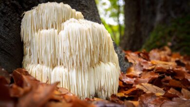 Lion’s mane set to shake-up weight-loss world