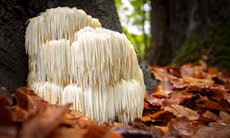 Lion’s mane set to shake-up weight-loss world