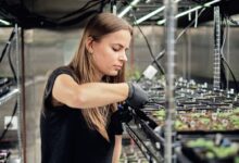 Google’s X spins out Heritable Agriculture, a startup using AI to improve crop yield