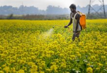 Budget 2025: How it could strengthen India’s agricultural backbone