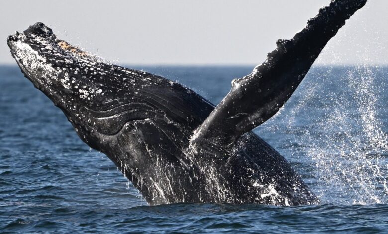 Say What!? Father Films WILD Video Of Whale Swallowing His Son In Chile (WATCH)