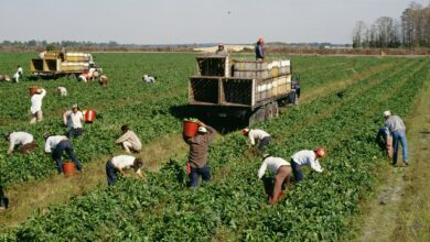 Global food and drink slammed for migrant worker abuse ‘failures’