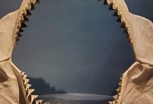 Study: Megalodon’s body shape was closer to a lemon shark