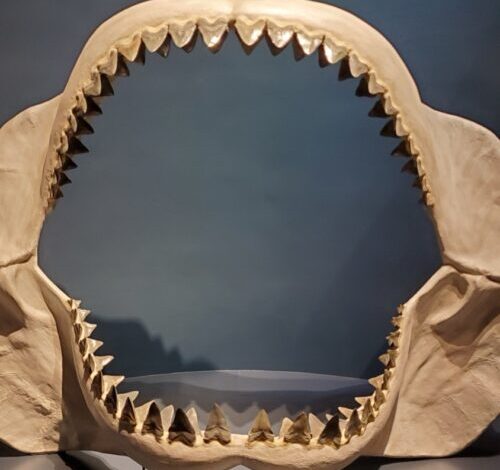 Study: Megalodon’s body shape was closer to a lemon shark