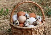 CPI Report Incoming: Inflation Still Here, Egg Prices are Ridiculous