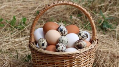 CPI Report Incoming: Inflation Still Here, Egg Prices are Ridiculous