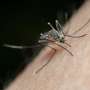 West Nile virus found in the UK for the first time: What you need to know