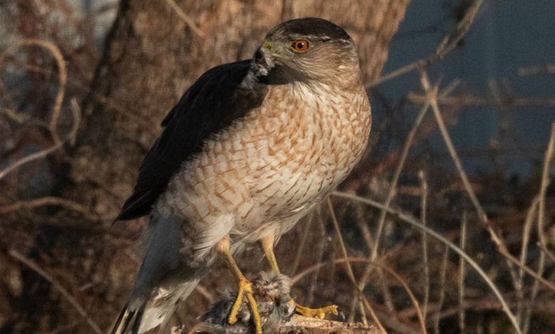 How a hawk learned to use traffic signals to hunt more successfully