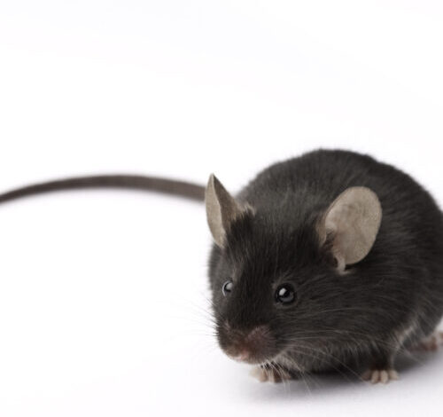 Experimental retina implants give mice infrared vision