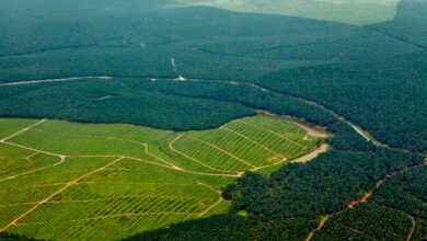 EUDR eyes new country category: ‘negligible risk’