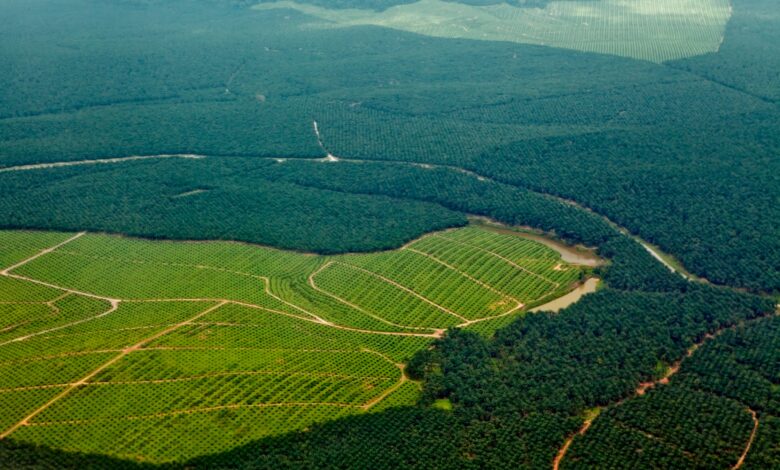 EUDR eyes new country category: ‘negligible risk’