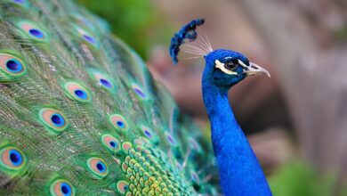 Scientists transform peacock feathers into tiny biological laser beams