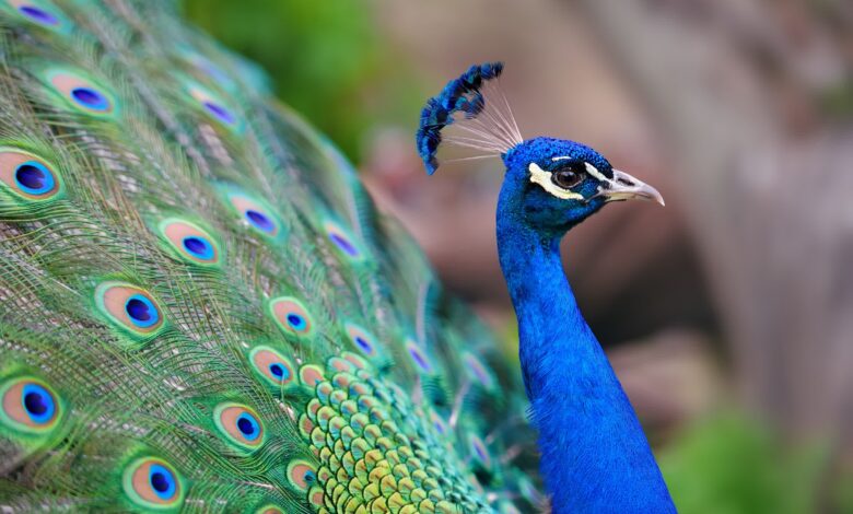 Scientists transform peacock feathers into tiny biological laser beams