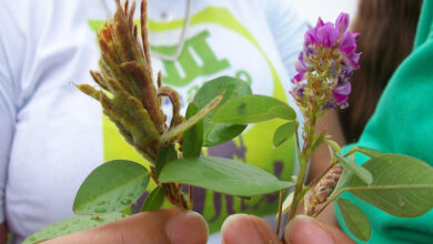 Little-known leguminous plant can increase beef production by 60% (2022)