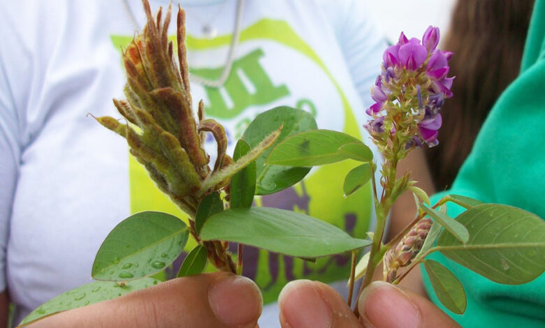 Little-known leguminous plant can increase beef production by 60% (2022)