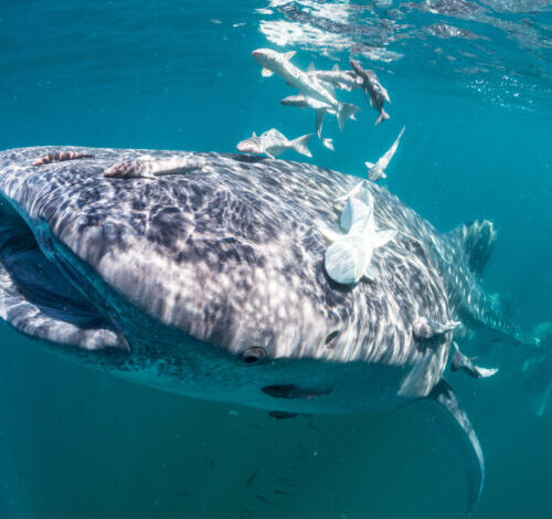 New adhesive surface modeled on a remora works underwater
