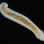 Flatworms could replace rats for in vivo brain studies