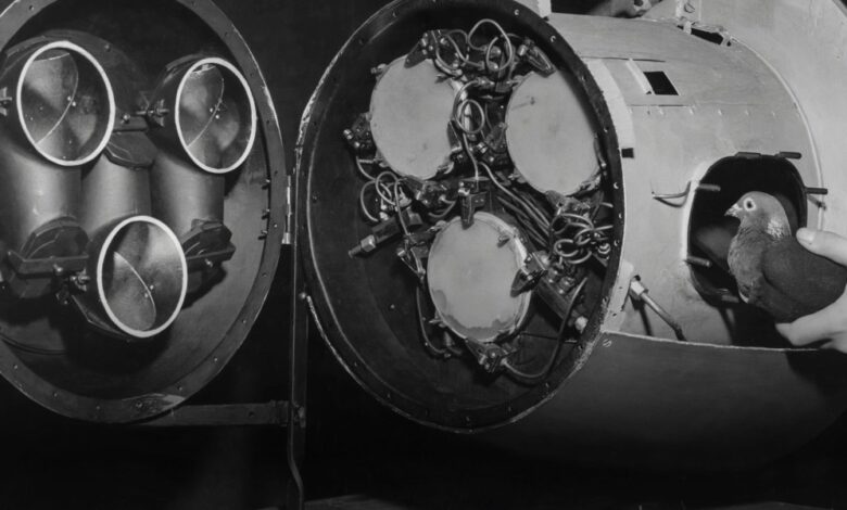 The Download: pigeons’ role in developing AI, and Native artists’ tech interpretations