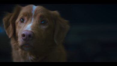 Frightening Good Boy trailer will have you asking, Does the dog die?
