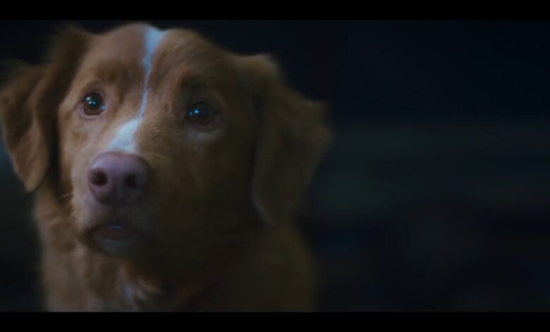 Frightening Good Boy trailer will have you asking, Does the dog die?