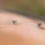Why mosquitos might be attracted to you