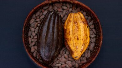 Cocoa crisis: Production threatened by black pod disease
