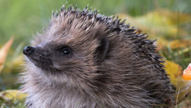 Can AI detect hedgehogs from space? Maybe if you find brambles first.