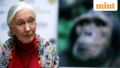 Who was Jane Goodall? Celebrated primatologist and conservationist passes away